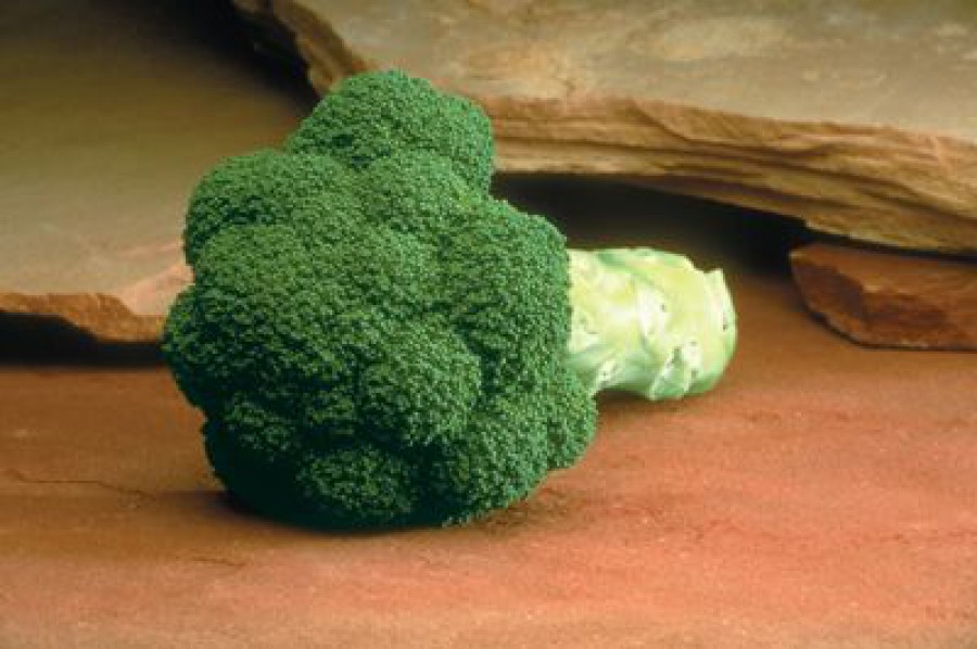 Broccoli S43