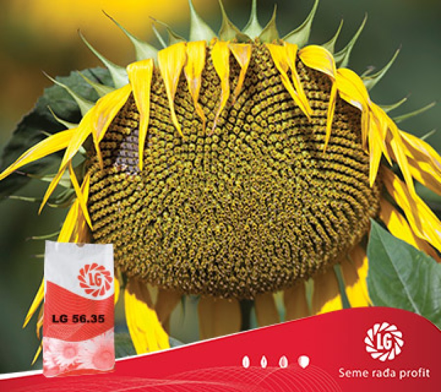 Floarea Soarelui LG 56.35.