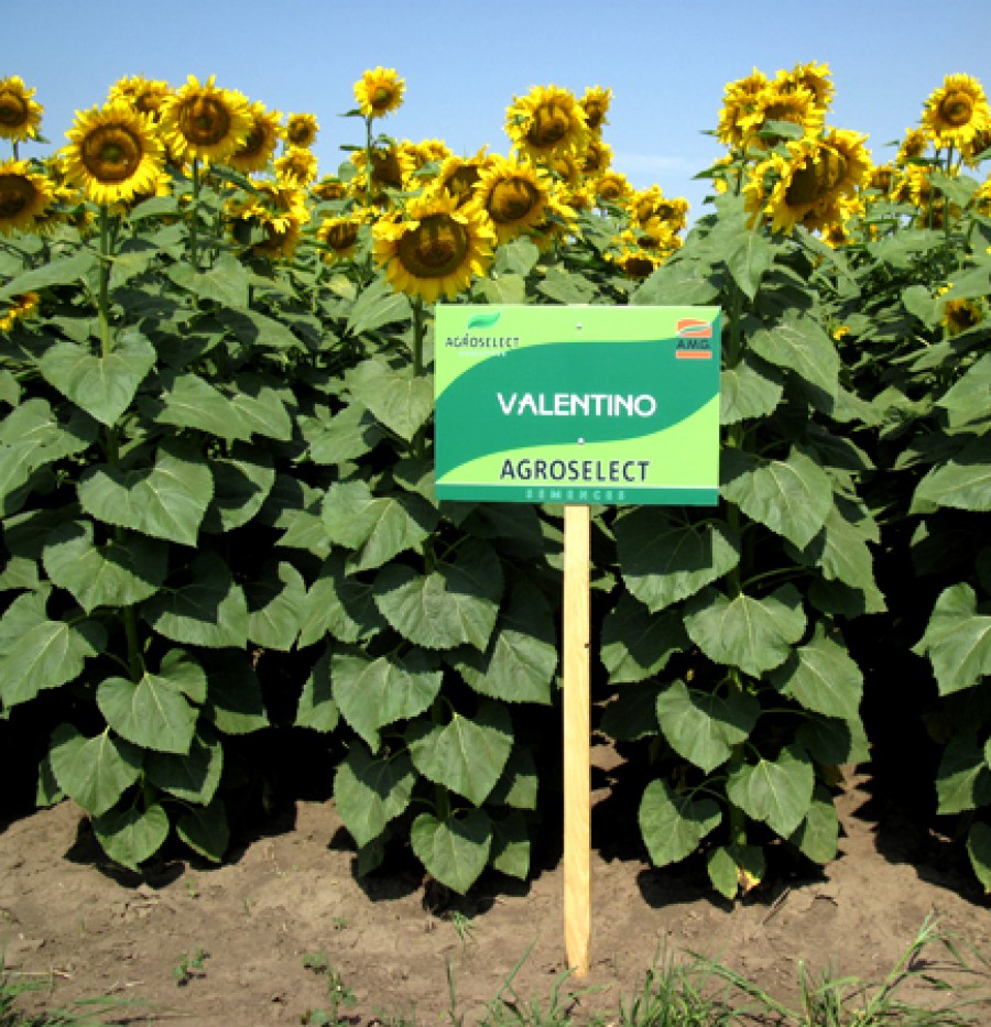 Floarea Soarelui "VALENTINO"